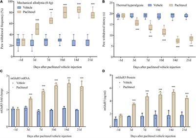 Artesunate Alleviates Paclitaxel-Induced Neuropathic Pain in Mice by Decreasing Metabotropic Glutamate Receptor 5 Activity and Neuroinflammation in Primary Sensory Neurons